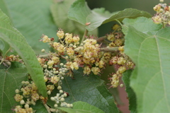 Guazuma ulmifolia